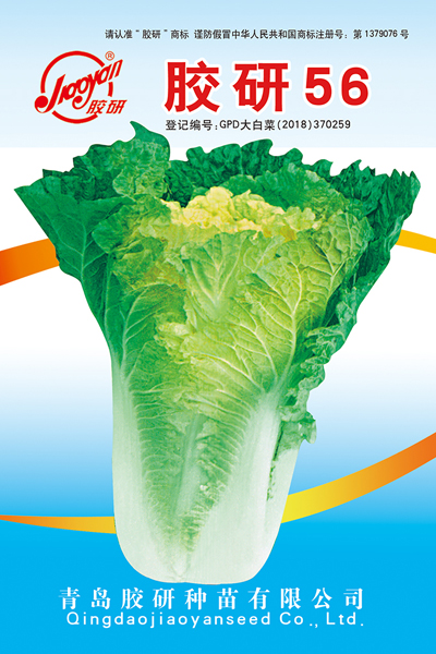 胶研56——秋播白菜